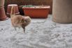 Животные, которые впервые увидели снег