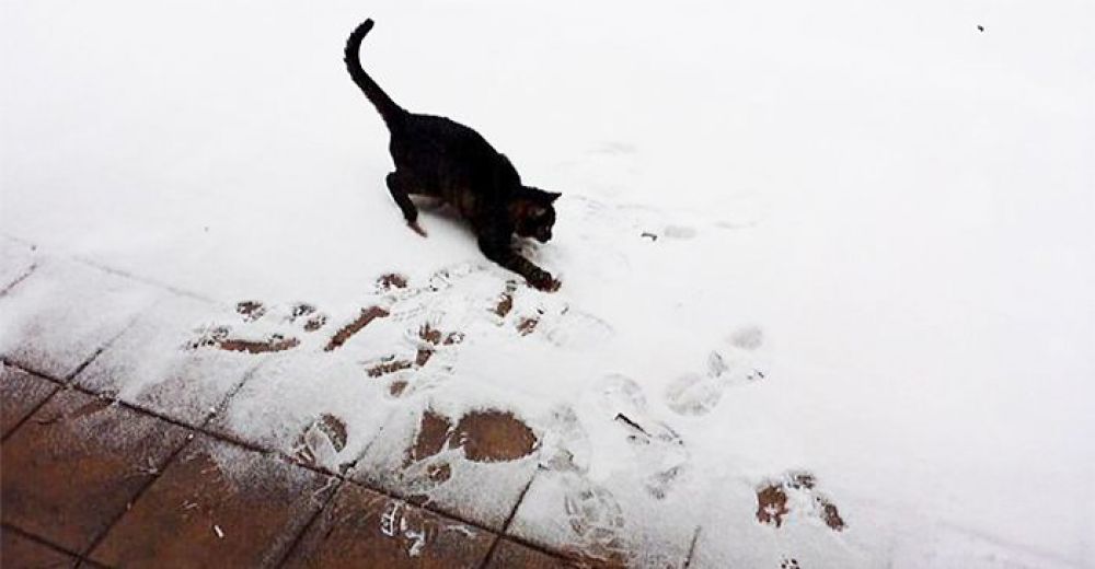 Животные, которые впервые увидели снег