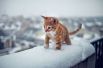 Животные, которые впервые увидели снег