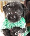 Животные, которые впервые увидели снег