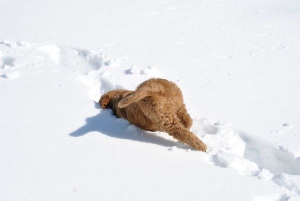 Животные, которые впервые увидели снег