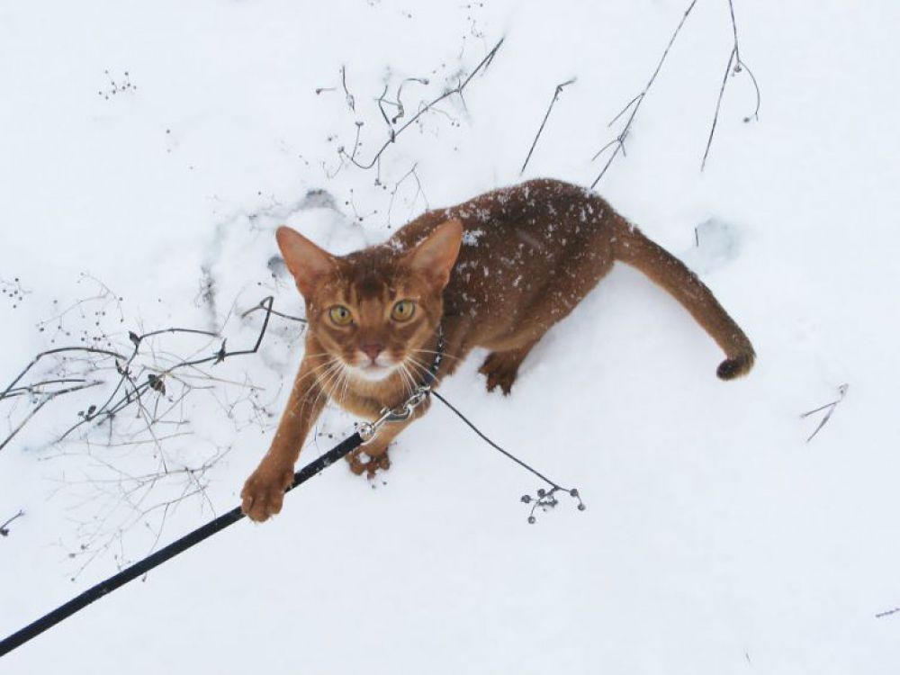 Животные, которые впервые увидели снег