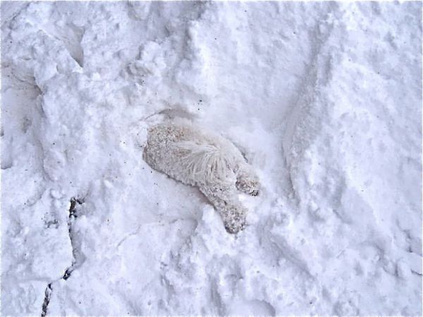 Животные, которые впервые увидели снег
