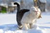 Животные, которые впервые увидели снег
