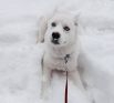 Животные, которые впервые увидели снег