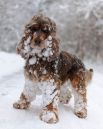 Животные, которые впервые увидели снег