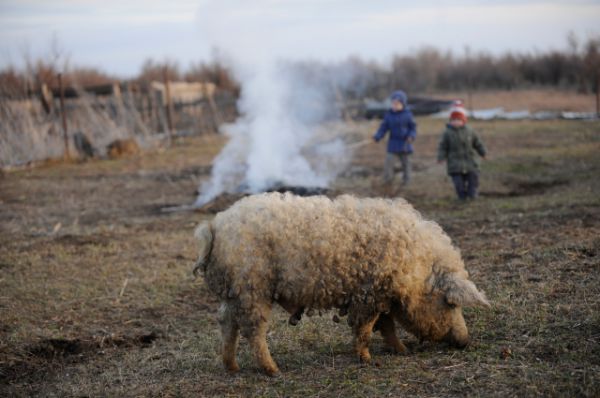 Свинья породы «венгерская мангалица».