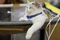 Кошка