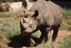 Судьба черного камерунского носорога – яркий пример того, как браконьерство может привести к исчезновению некогда многочисленной популяции животных. Черные камерунские носороги в 2011 году были официально объявлены исчезнувшим подвидом. Усилий по их спасению хватило ровно на полстолетия – с 1930-х по 1980-е годы. Вновь участившиеся случаи браконьерства поставили финальную точку в существовании этих величественных животных: в начале 20-го века черных камерунских носорогов осталось всего десять, но к 2006 году все они были истреблены. 