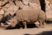 Еще в 1960 году популяция белого носорога насчитывала 2250 особей. К ее вымиранию в большей степени причастны браконьеры. Многие культуры считают, что рог животного имеет целебные свойства, и поэтому он дорого ценится на черном рынке. Северный белый носорог несколько крупнее южного подвида и является вторым по величине наземным животным, после слона.