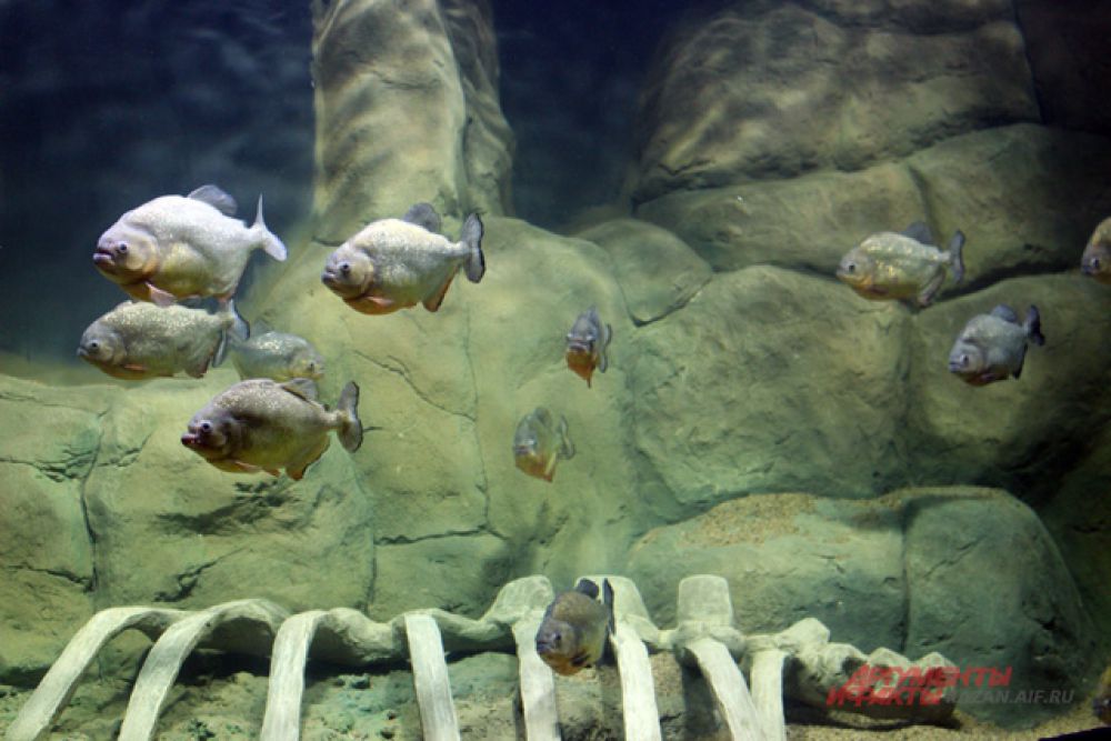Разнообразие рыб в океанариуме.
