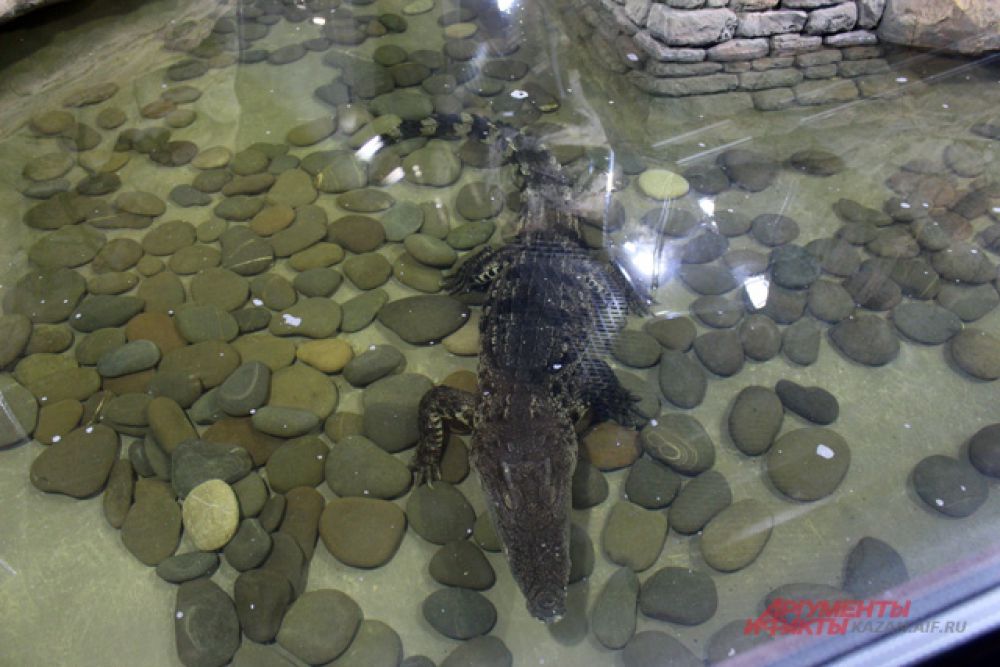 В океанариуме пять крокодилов.