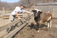 Крупный рогатый скот - основа фермерства в Приморье.