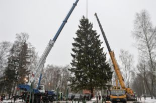 Погрузка главной ели России в подмосковном лесничестве.