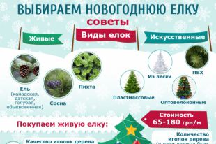 Как правильно выбирать новогоднюю елку