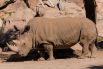 15 декабря. В зоопарке Сан-Диего от старости умер последний самец северного белого носорога по кличке Ангалифу. В зоопарках по всему миру еще остаются 5 самок данного подвида носорогов. Ученые надеются возродить популяцию путем искусственного оплодотворения. 