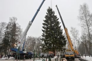 Погрузка главной ели России в подмосковном лесничестве.