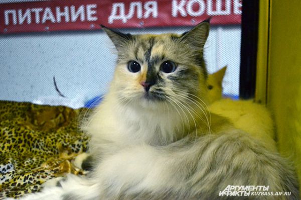 «Сибиряка» на выставке легко можно было отличить по шерсти. Это как раз сибирская невская маскарадная кошка.