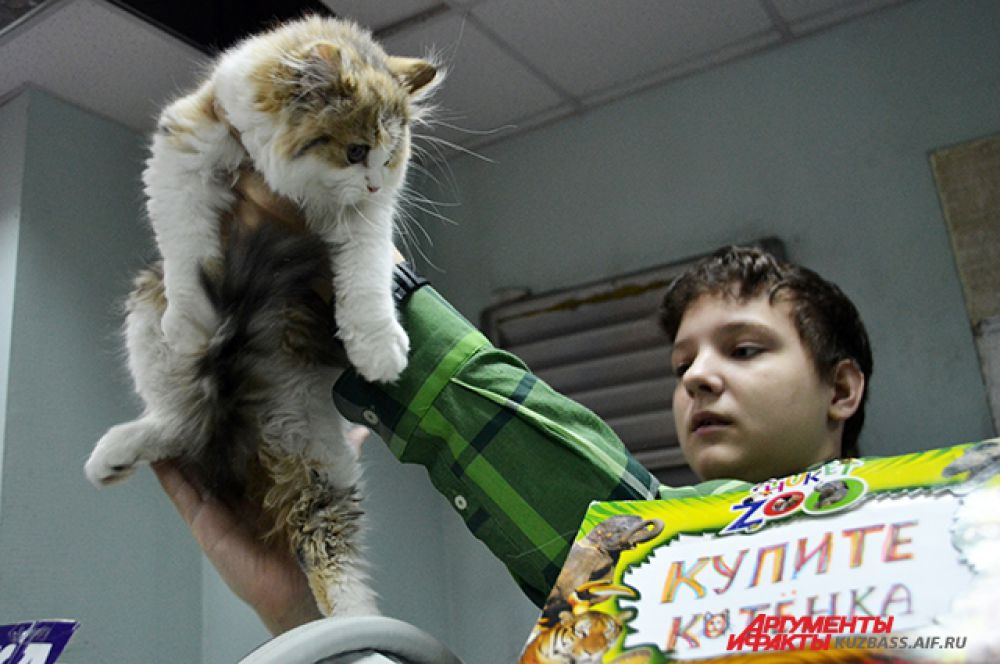Если решили приобрести котёнка, то выставка – то самое место, которое вам нужно.