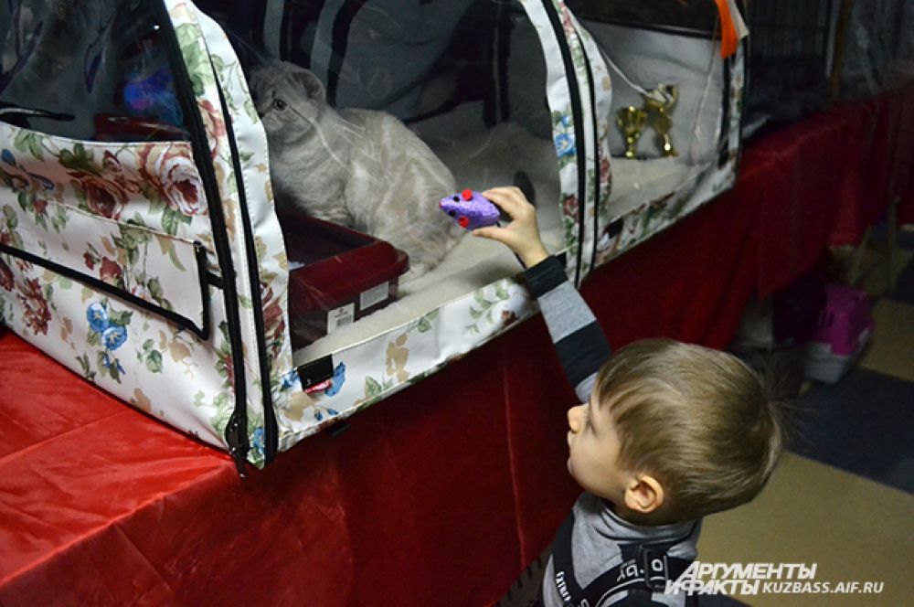 На выставке можно было играть с котятами.