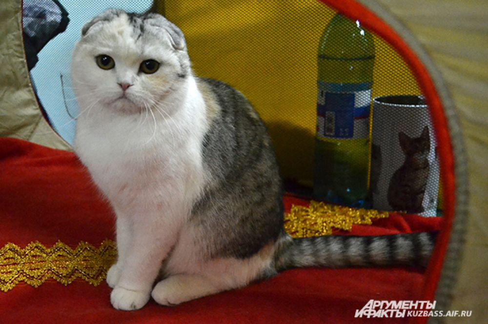 Нет! Кошка вас не гипнотизирует! Но оторваться невозможно.