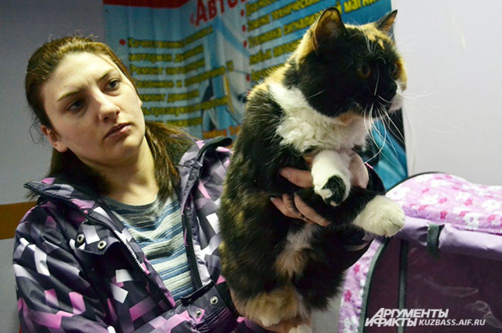 Зато на выставке нередко можно найти и породистую кошку, которую отдадут в хорошие руки даром. Дело в том, что своему хозяину она прибыли уже не принесёт, т.к. перестала приносить котят, а в доме и друге очень нуждается.