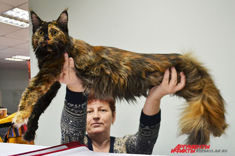 Если вы своим котом не гордитесь, то вам на выставке делать нечего. А вот мейн кун Олимпия… Да она и сама собой вполне гордиться может!