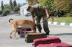 Служебные собаки обучены поиску наркотических средств, взрывчатых веществ, оружия и боеприпасов.