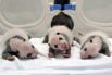 Тройня панд, родившаяся в сафари-парке «Чимэлун». Считается, что на данный момент это первая в мире полностью выжившая тройня мишек.