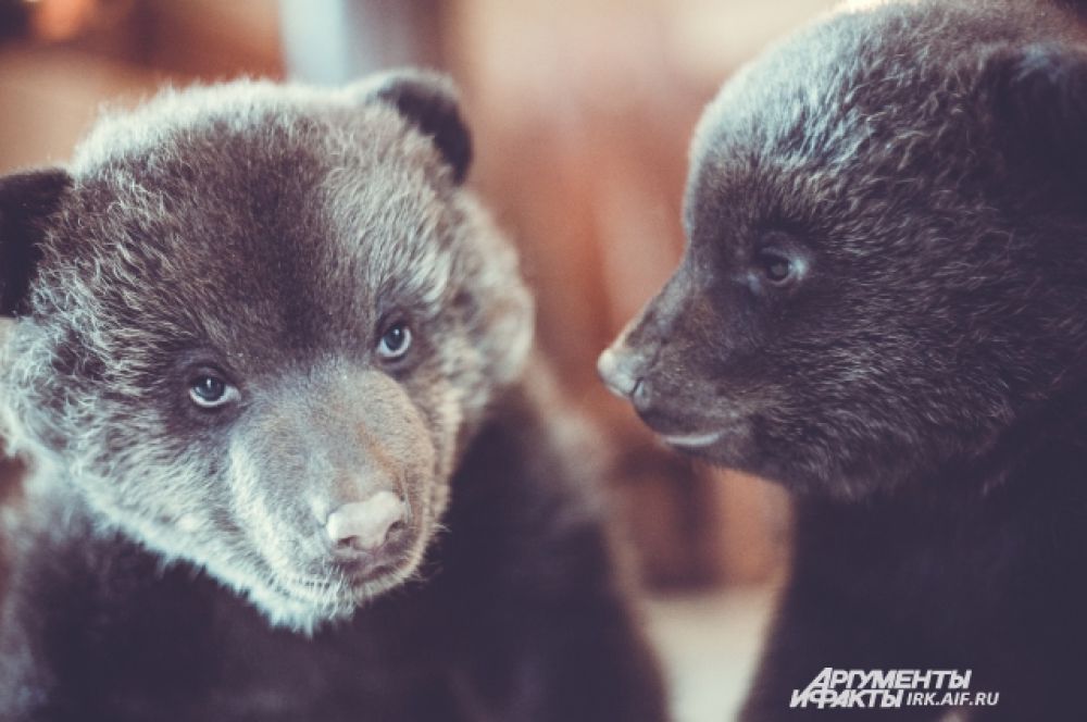 В марте мы рассказывали историю новорожденных медвежат Симы и Сёмы. Фотографии милых зверей здесь: http://www.irk.aif.ru/society/1128970