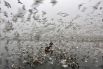 20 декабря. Рыбаки кормят чаек над водами реки Ямуна зимним утром в Нью-Дели.