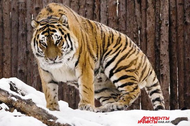 Тигр Бархат, один из обитателей зоосада