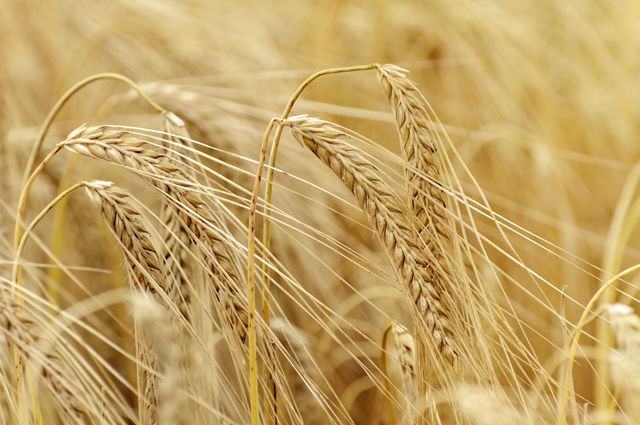 В Омской области увеличатся объемы сельскохозяйственной продукции в 2015 году.