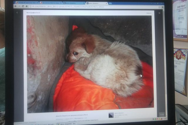 Замерзающего щенка спас омский пес по кличке Капа.