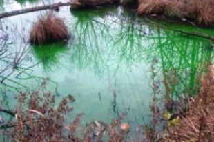 Зеленая вода