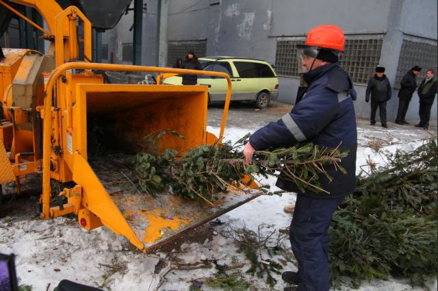 Утилизация старых новогодних елок во Владивостоке