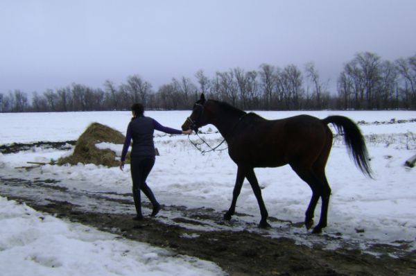 Специально для «АиФ-Ростов» лошадей выводят на прогулку.
