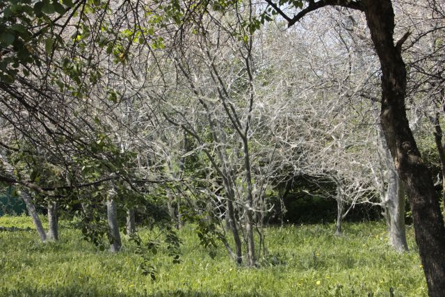 Горностаевая моль каждый год поражает в Иркутске яблони.