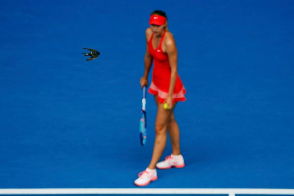 Четвертьфинал дался Марии довольно легко, она даже могла позволить себе полюбоваться на пролетающих птичек. Шарапова в матче Australian Open против канадки Эжени Бушар.