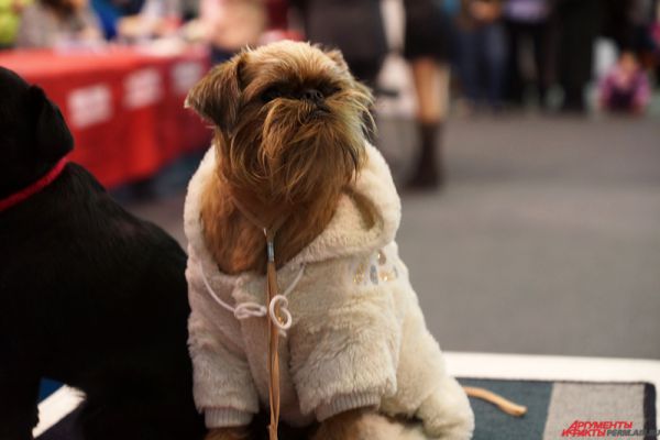 Часто собаки были одеты в разнообразные кофточки и свитера.