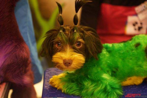 С 31 января по 1 февраля на «Пермской ярмарке» проходит Международная выставка собак. 