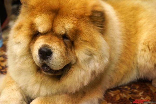Собака породы Чау-чау – очаровательное создание, напоминающее пушистого «медвежонка»