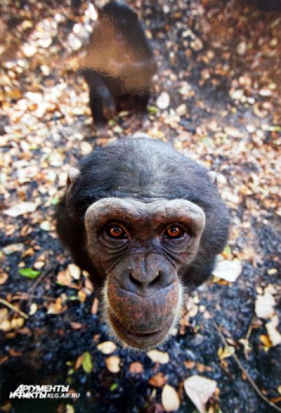 «Улыбочку». Автор Давид Грейо (Франция): «Дикий шимпанзе в национальном парке верхнего Нигера в Гвинее. Этот шипанзе радуется программе защиты сирот шимпанзе, которую осуществляет национальный парк». 