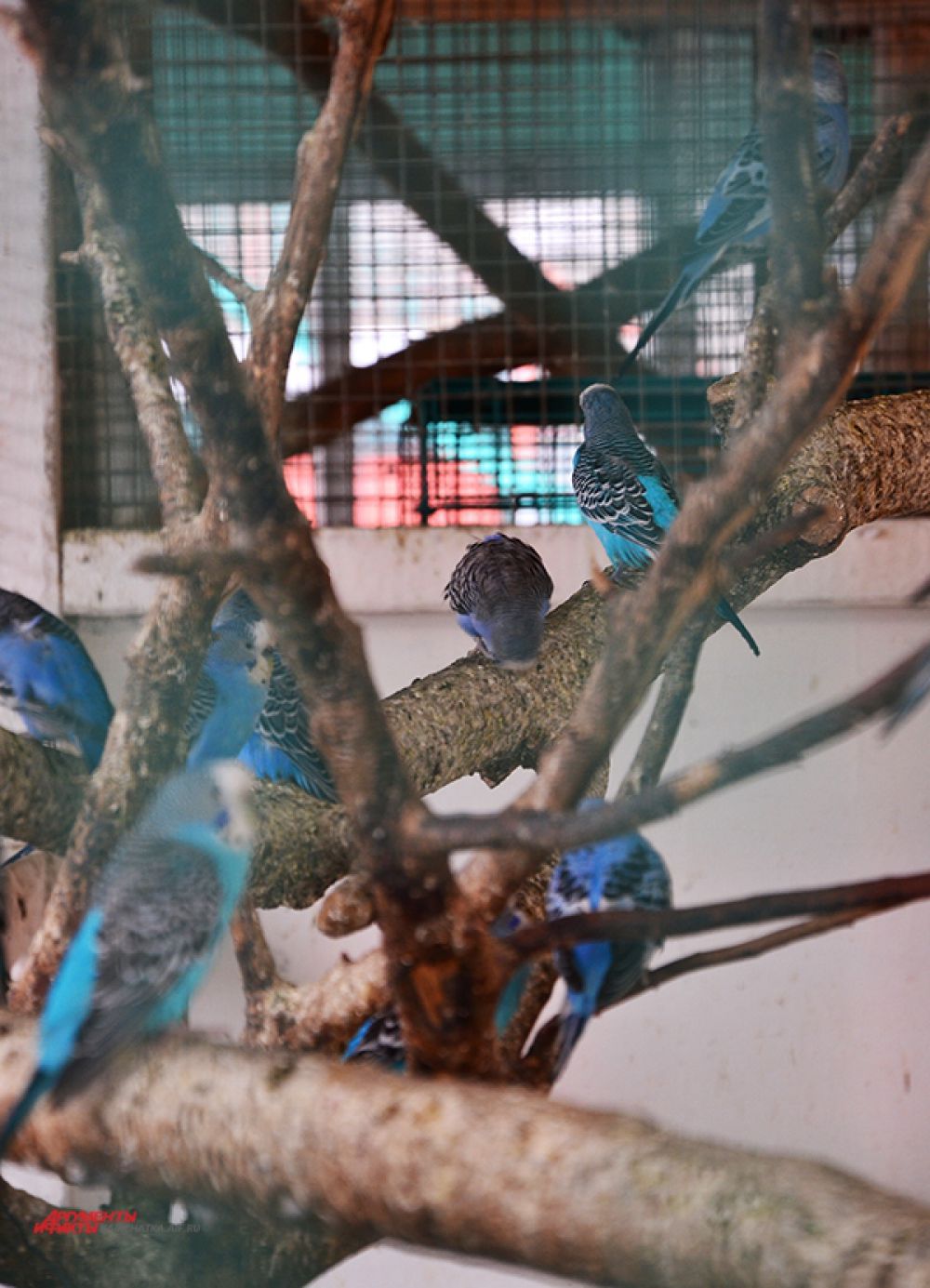 Попугаи - одни из первых птиц, населявших зоопарк в 1980-е годы.