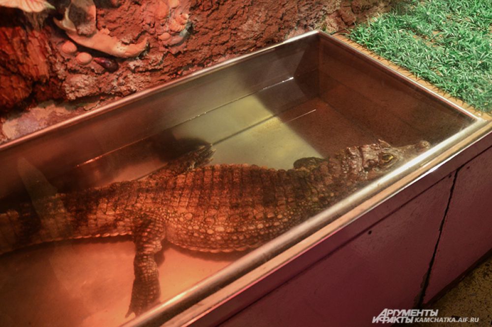 Каймановому крокодилу не так давно сделали ванну для купания более вместительной.