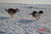 Собаки бегут за приманкой изо всех ног.