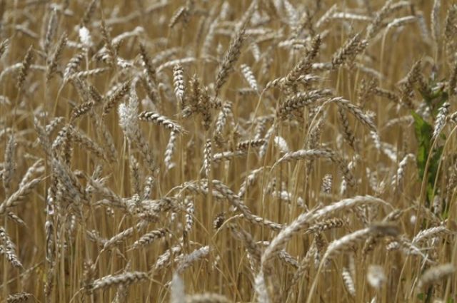 Пшеница в Омской области растёт хорошо.