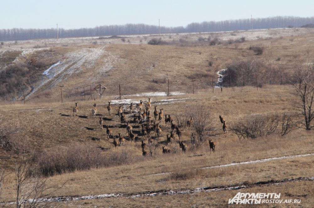 Олени прижились в Ростовской области. Если в 2014 году они дали потомства девять оленят, то нынешней весной ожидается приплод у 21-й самки.