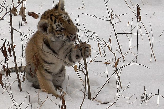 Котёнок амурского тигра в приморской тайге.