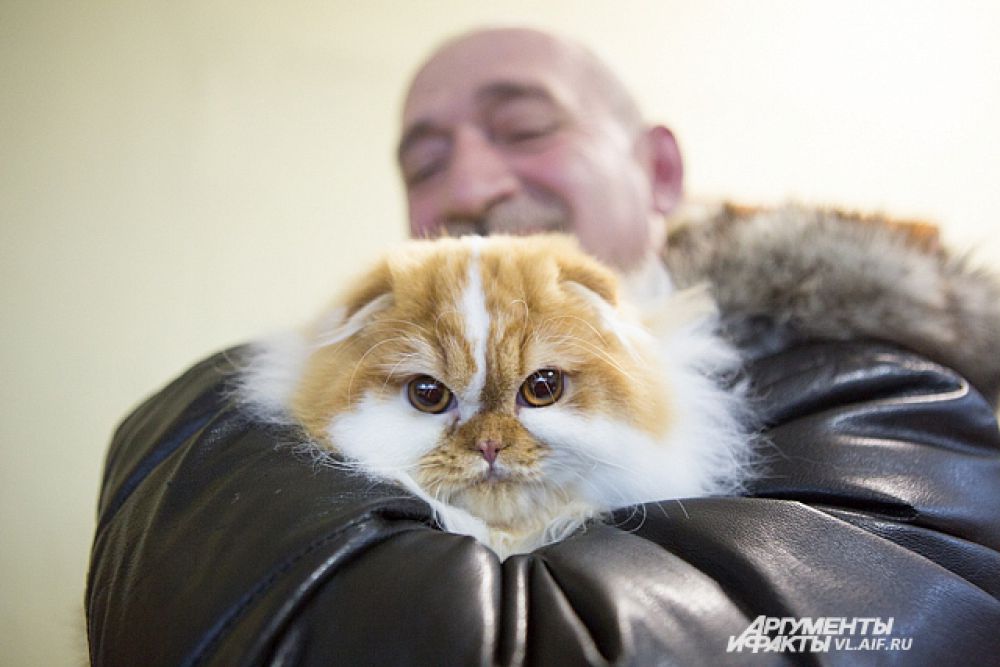 Погладь кота!